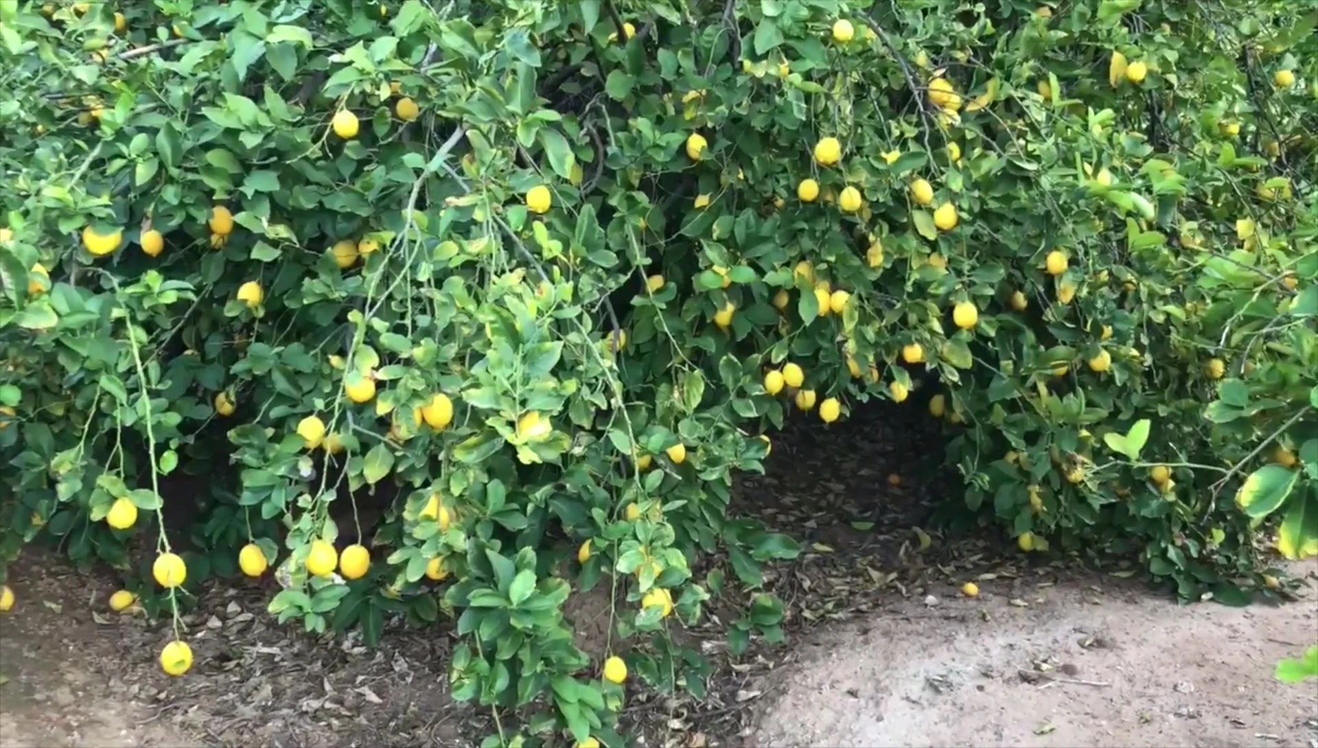The chef is retrieving lemons from the refrigerator.