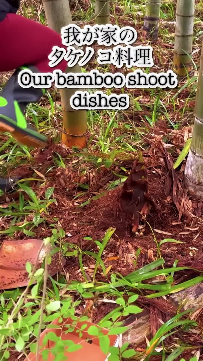 Harvest bamboo shoots (using a secret technique if you have one!). Cut off excess parts.