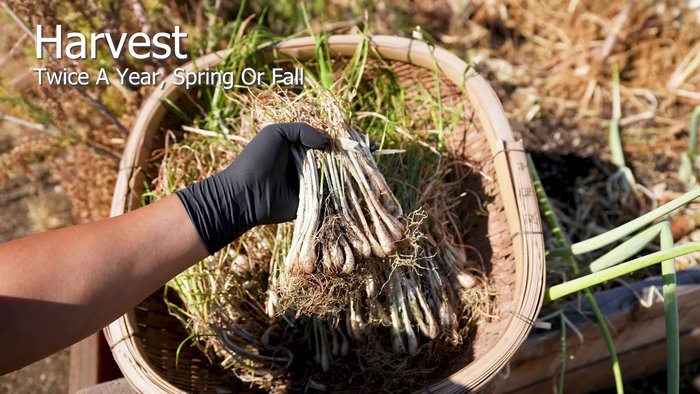 Harvest rakkyo in the early morning when the juices are rich. Remove visible green foliage and dried roots.