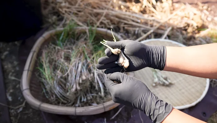 Clean rakkyo: Remove roots by pinching or twisting. Separate edible and replantable bulbs.