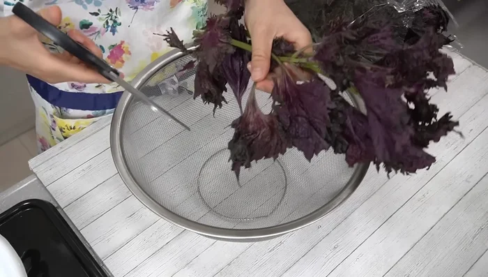 Remove shiso leaves from stems using kitchen scissors. (102.24)